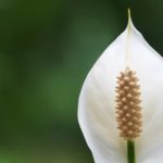 φυτα που καθαριζουν τον αερα του σπιτιου