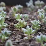 παχυφυτα κακτακια πως πολλαπλασιαζω πολλαπλασιασμος