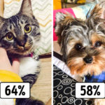 γατα εναντιον σκυλου πιο πιστος φιλος του ανθρωπου