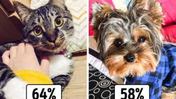 γατα εναντιον σκυλου πιο πιστος φιλος του ανθρωπου