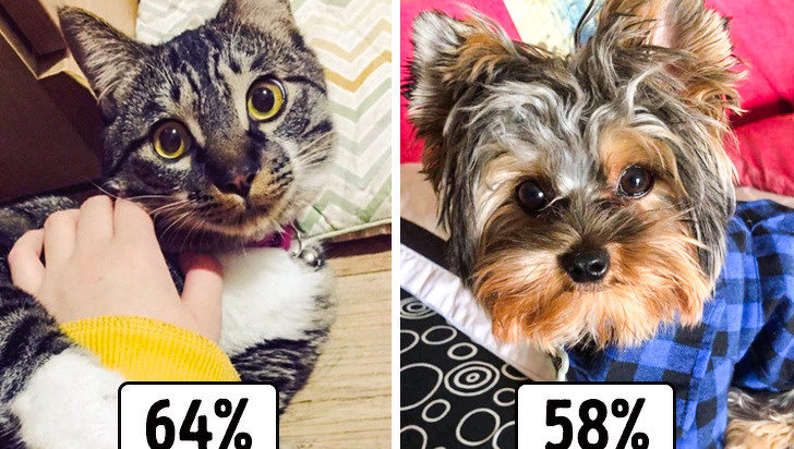 γατα εναντιον σκυλου πιο πιστος φιλος του ανθρωπου