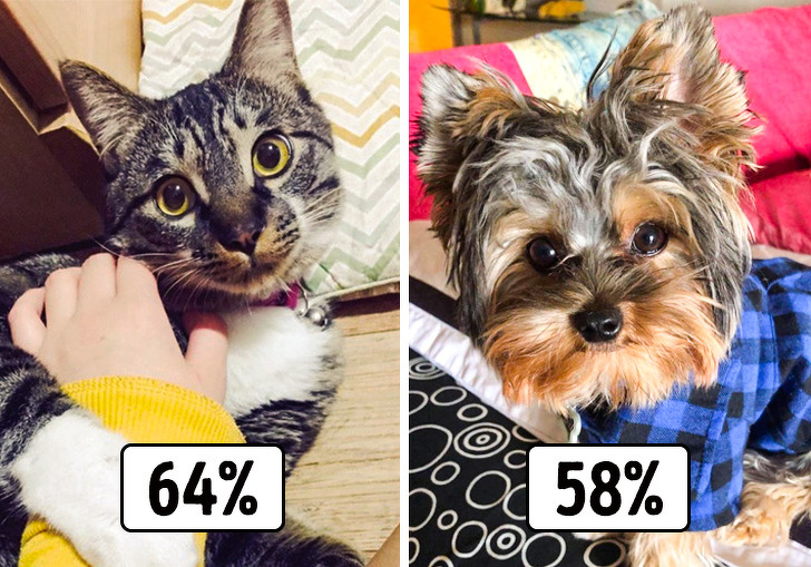 γατα εναντιον σκυλου πιο πιστος φιλος του ανθρωπου