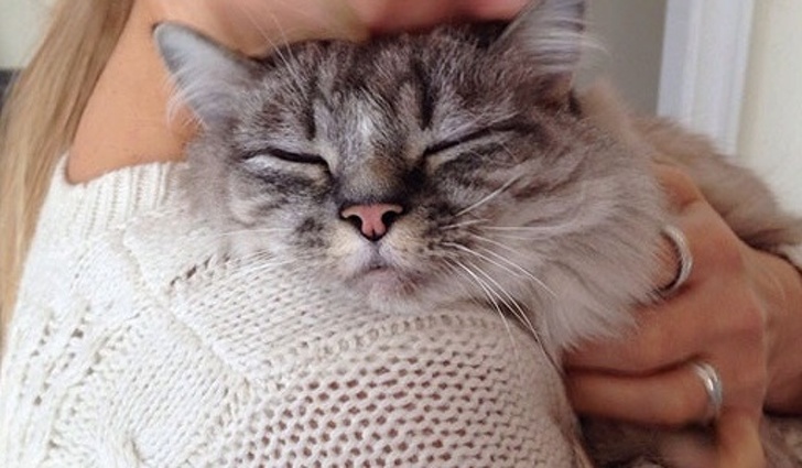 γατα κατοικιδιο πιστο σκυλος