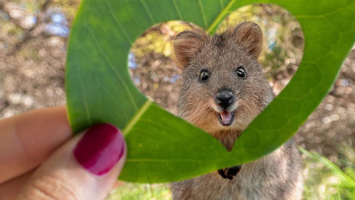 χαριτωμενα ζωα ζωακια κουοκα αυστραλια μαρσιποφορο