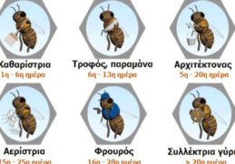 μελισσες απο τι αποτελειται το μελισσι που ζει το σμηνος ποσες μελισσες κυψελη παραγωγη μελιου
