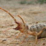 camel spider αραχνη σκορπιος καμηλα ελλαδα επικινδυνη μεγεθος