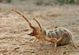 camel spider αραχνη σκορπιος καμηλα ελλαδα επικινδυνη μεγεθος