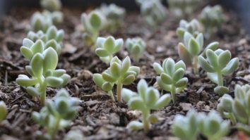 παχυφυτα κακτακια πως πολλαπλασιαζω πολλαπλασιασμος