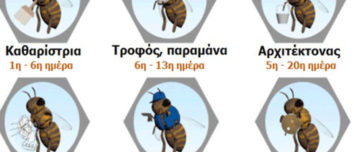 μελισσες απο τι αποτελειται το μελισσι που ζει το σμηνος ποσες μελισσες κυψελη παραγωγη μελιου