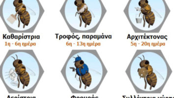 μελισσες απο τι αποτελειται το μελισσι που ζει το σμηνος ποσες μελισσες κυψελη παραγωγη μελιου