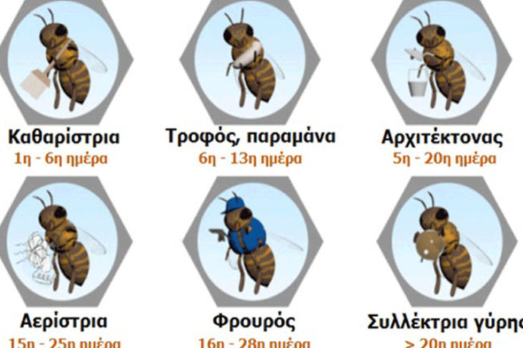μελισσες απο τι αποτελειται το μελισσι που ζει το σμηνος ποσες μελισσες κυψελη παραγωγη μελιου